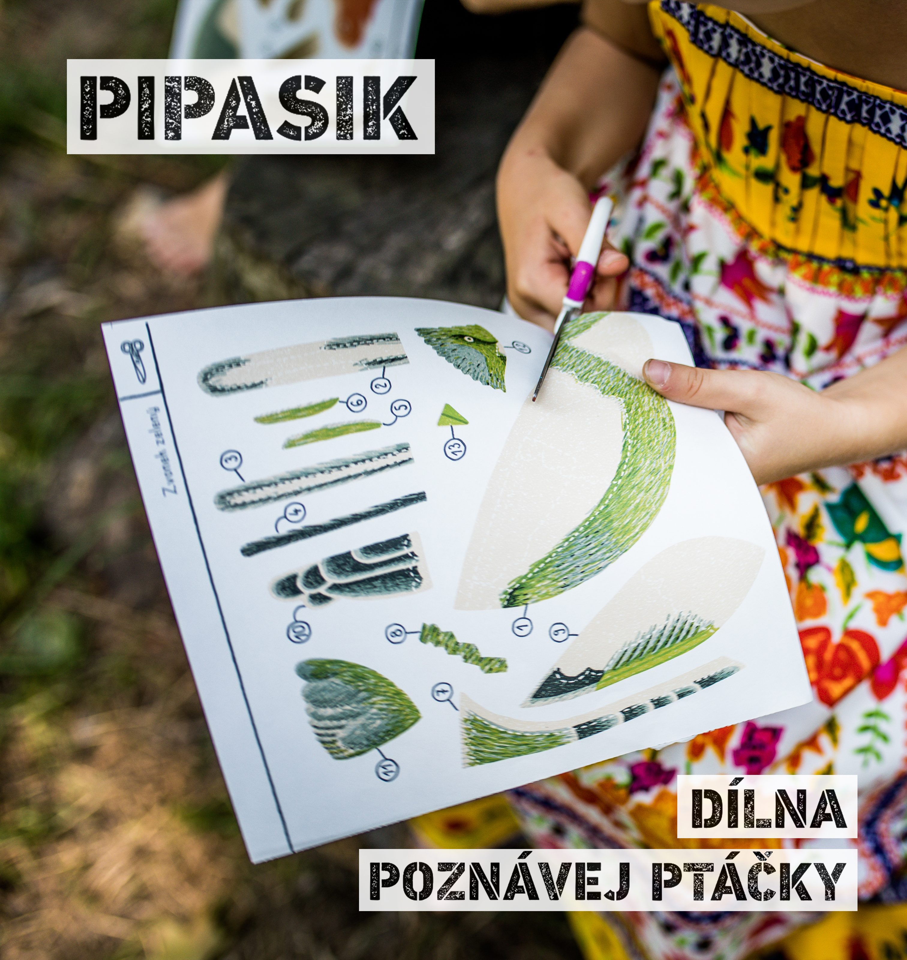 Kreativní dílnička Pipasik: Poznávej ptáčky